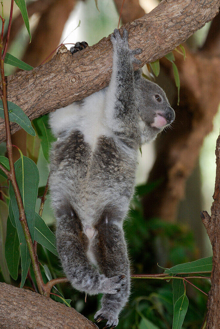 Australia, Queensland, koala (Phascolarctos cinereus)