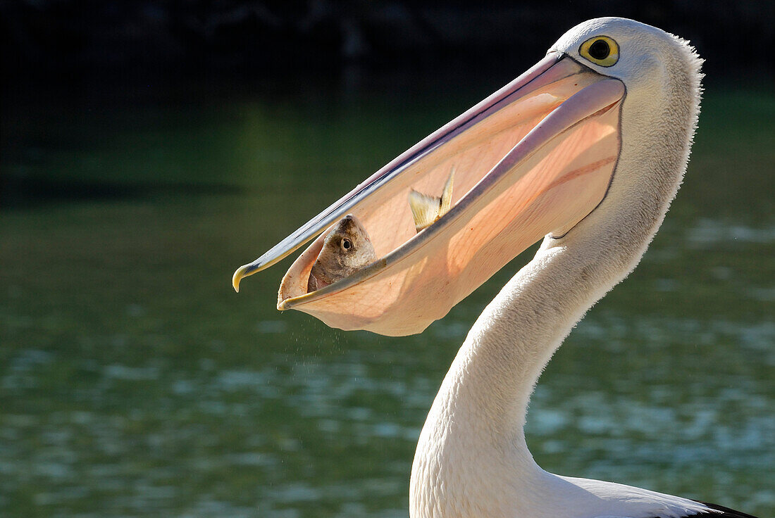 Australia, New South Wales, Hat Head National Park, Australian pelican (Pelecanus conspicillatus)