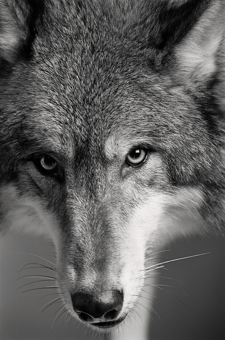 Common wolf