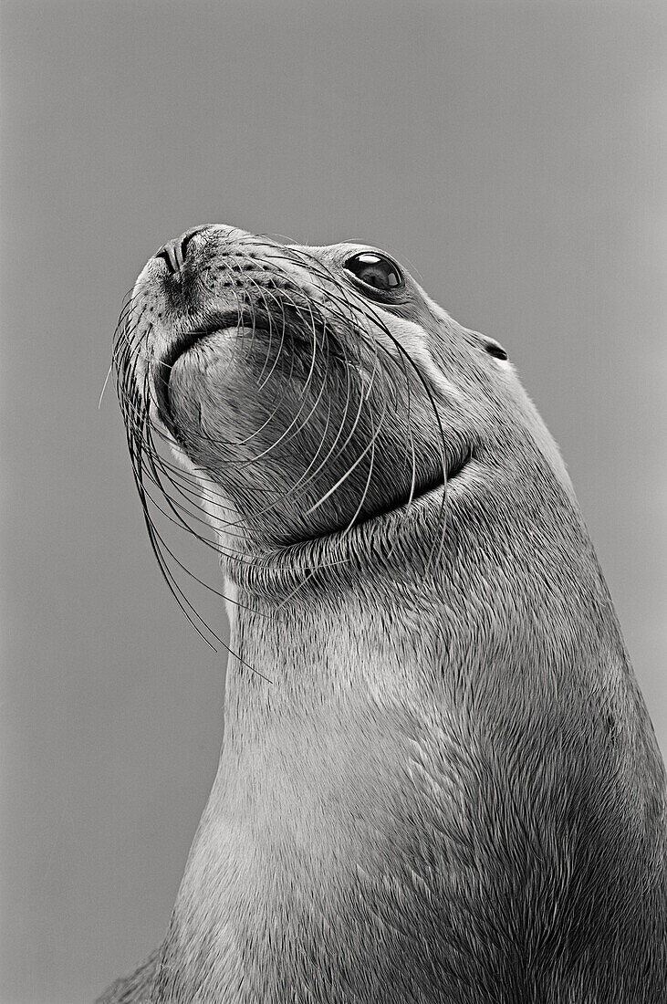 Eared seal