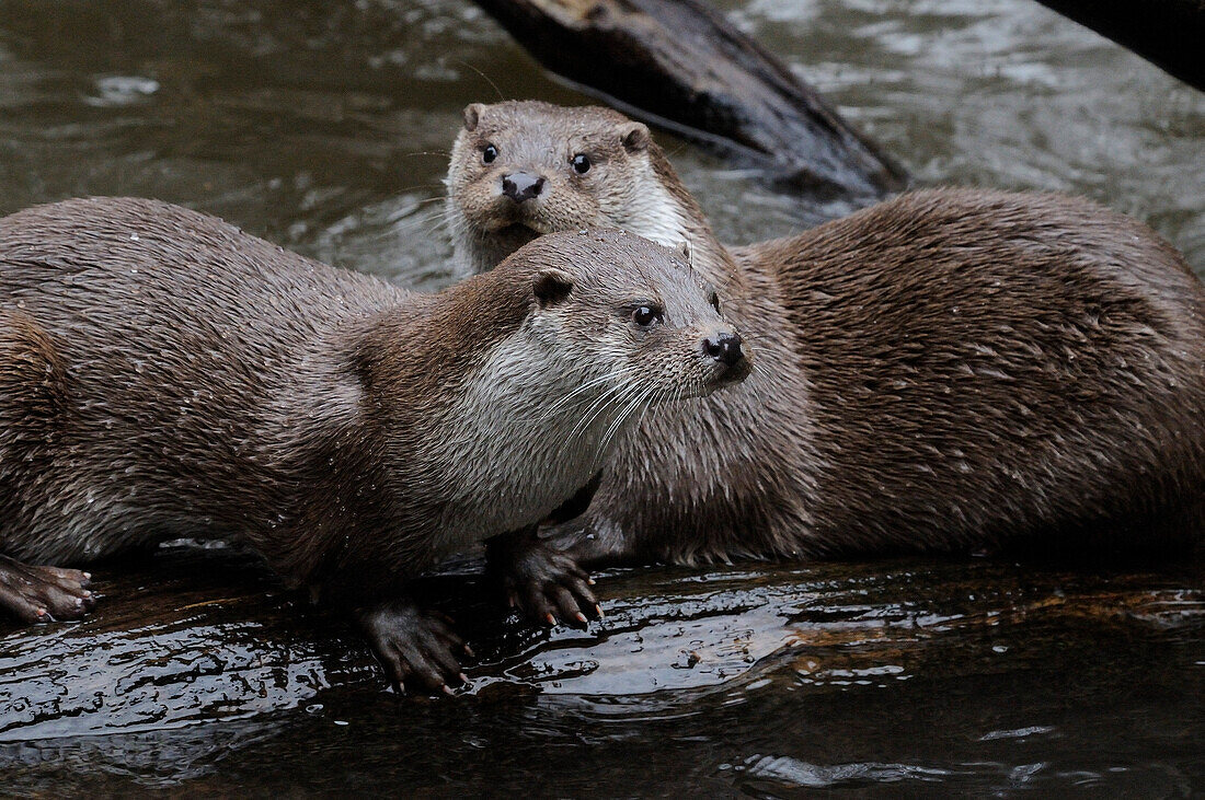 Germany, Bavarian forest national park, eurasian otters (Lutra L. lutra)