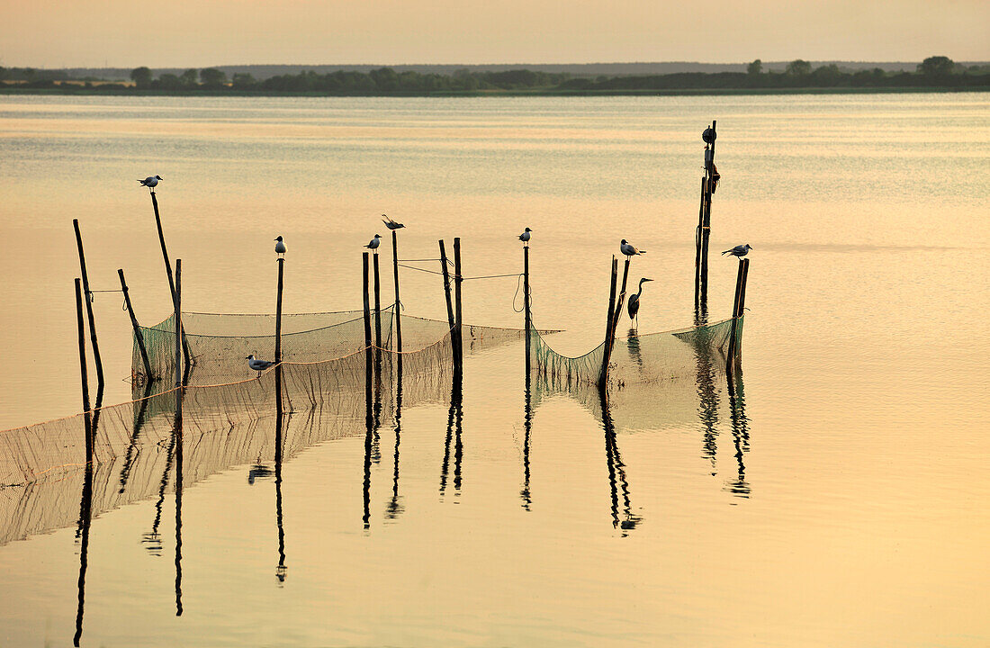 Birds and poles, backwater near Krummin, Mecklenburg-Western Pomerania, Germany