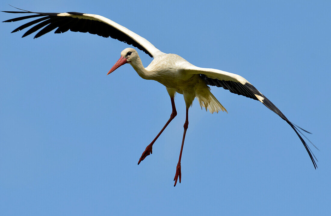Storch im Flug, Usedom, Mecklenburg-Vorpommern, Deutschland