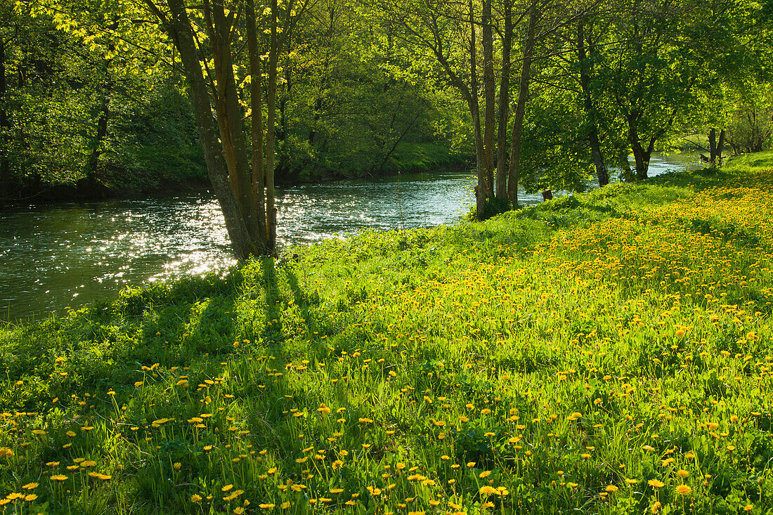 Fluss im Wiesenttal, Fränkische Schweiz, Franken, Bayern, Deutschland, Europa