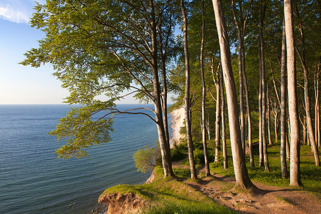 Beech trees above chalk cliffs, Ruegen island, Jasmund National Park, Baltic Sea, Mecklenburg-West Pomerania, Germany, Europe