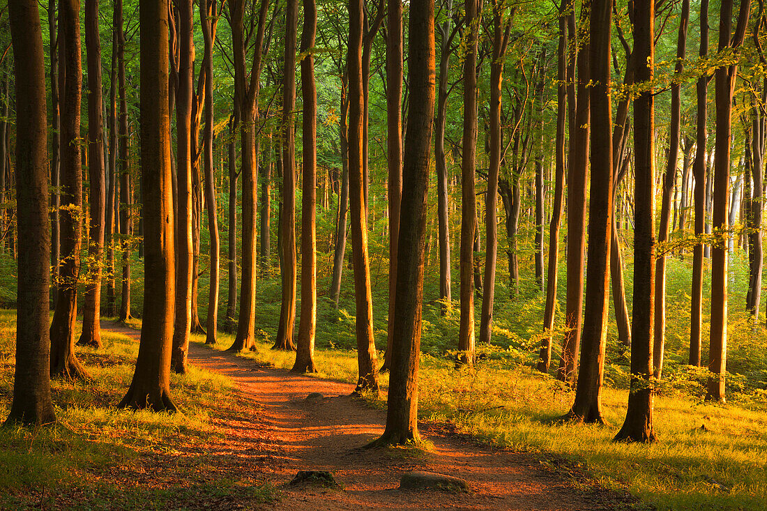 Morning light, beech trees, Ruegen island, Jasmund National Park, Baltic Sea, Mecklenburg-West Pomerania, Germany, Europe