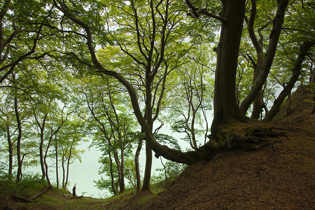 Beech trees above the chalk cliffs, Ruegen island, Jasmund National Park, Baltic Sea, Mecklenburg-West Pomerania, Germany