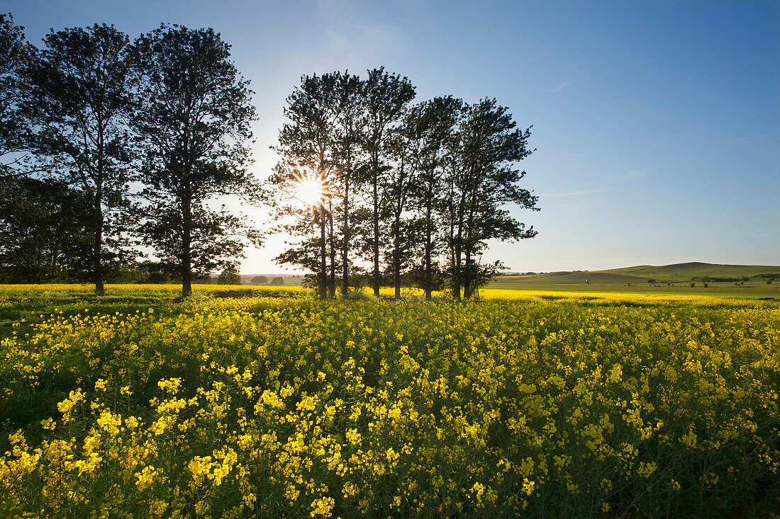 Allee und Rapsfeld im Sonnenlicht, Insel Rügen, Ostsee, Mecklenburg-Vorpommern, Deutschland, Europa