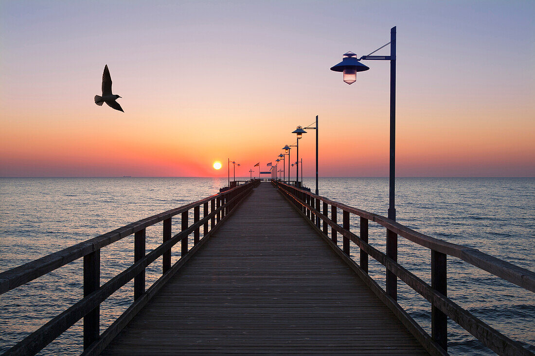 Seagull above the pier at sunrise, Bansin seaside resort, Usedom island, Baltic Sea, Mecklenburg-West Pomerania, Germany, Europe