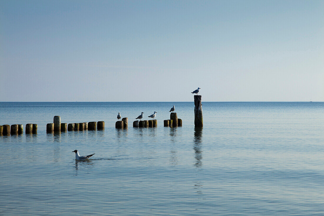 Möwen auf den Wellenbrechern am Strand, Bansin, Insel Usedom, Ostsee, Mecklenburg-Vorpommern, Deutschland, Europa