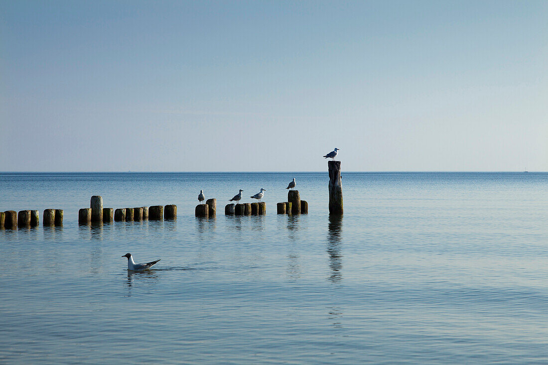 Seagulls on the wave breakers at the beach, Bansin seaside resort, Usedom island, Baltic Sea, Mecklenburg-West Pomerania, Germany, Europe