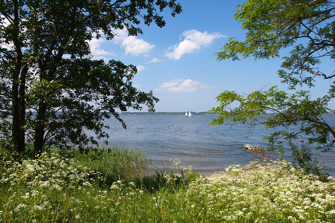 Sailing boat at Achterwasser at Lieper Winkel near Warthe, Usedom island, Baltic Sea, Mecklenburg-West Pomerania, Germany