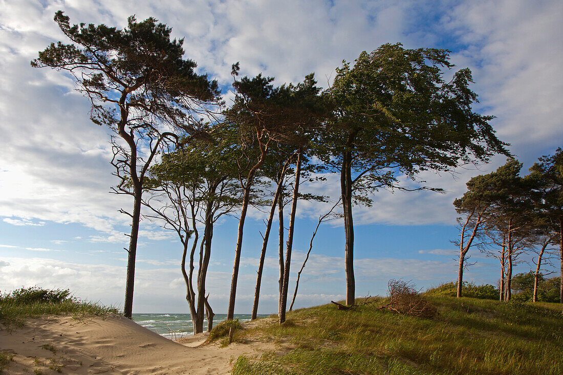 Pine trees and beeches at the western beach, Fischland-Darss-Zingst, Baltic Sea, Mecklenburg-West Pomerania, Germany, Europe