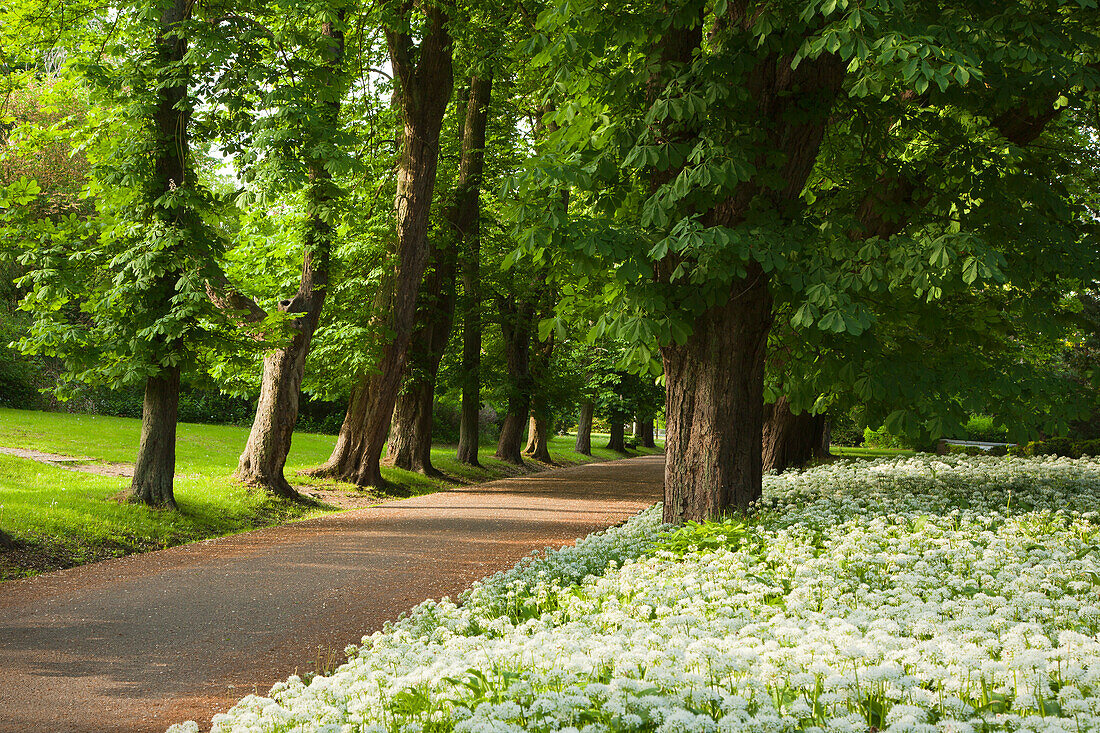 Kastanienallee und blühender Bärlauch, Schlosspark Putbus, Insel Rügen, Ostsee, Mecklenburg-Vorpommern, Deutschland