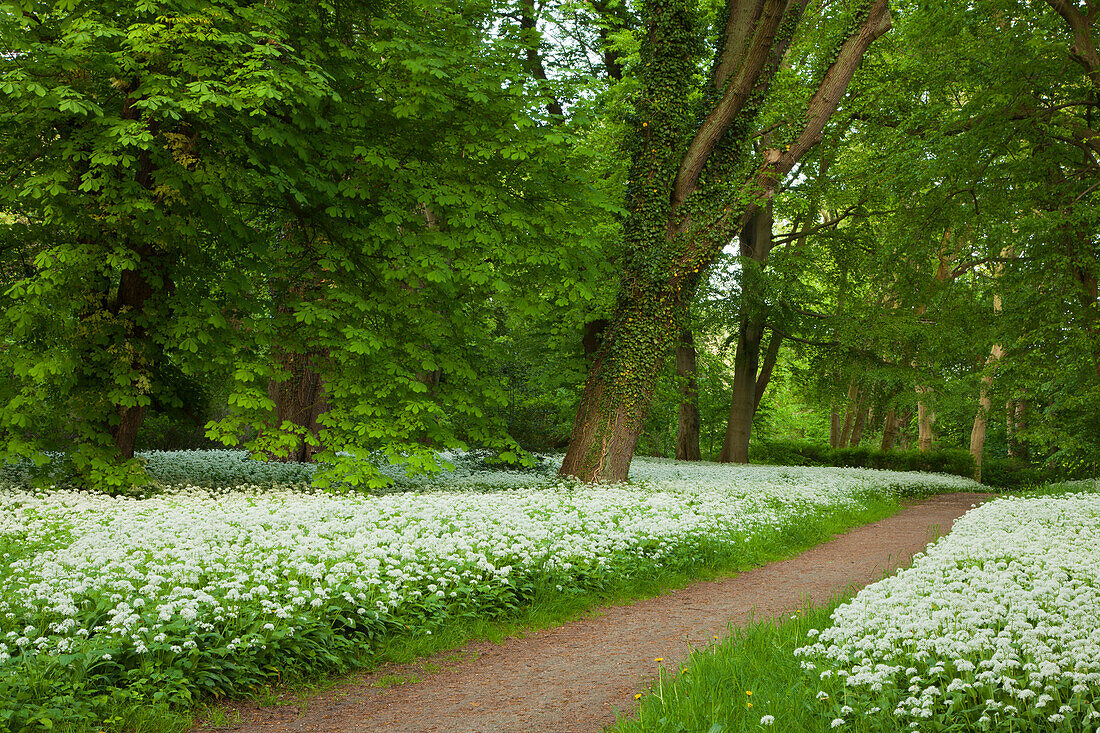 Path through wild garlic in Putbus palace gardens, Putbus, Ruegen island, Baltic Sea, Mecklenburg-West Pomerania, Germany
