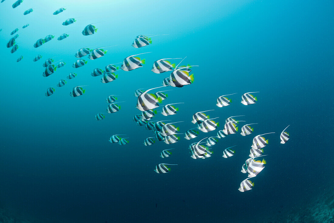 Schwarm-Wimpelfische, Heniochus diphreutes, Medhu Faru Riff, Süd Male Atoll, Malediven