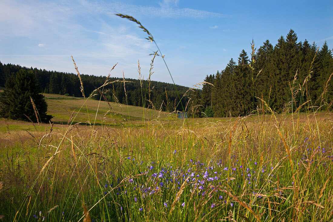 Scenery near Clausthal-Zellerfeld, Harz mountains, Lower Saxony, Germany