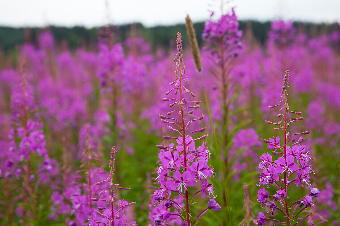 Weidenröschen (Epilobium angustifolium) bei Clausthal-Zellerfeld, Harz, Niedersachsen, Deutschland