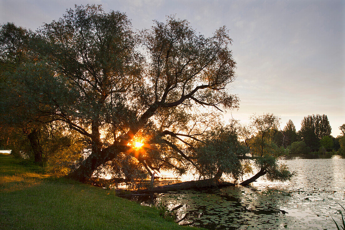 Willow in morning light at Lake of Schwerin, Schwerin, Mecklenburg-Western Pomerania, Germany