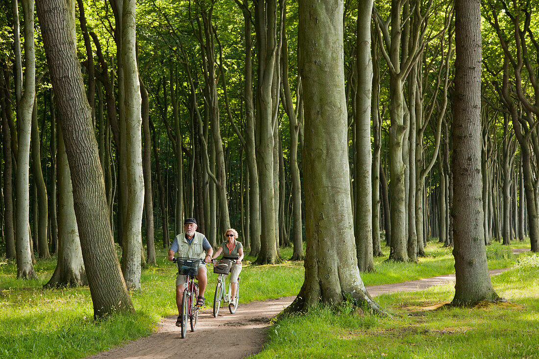 Two cyclists cycling through the ghost forest near Nienhagen, Baltic Sea, Mecklenburg Western-Pomerania, Germany