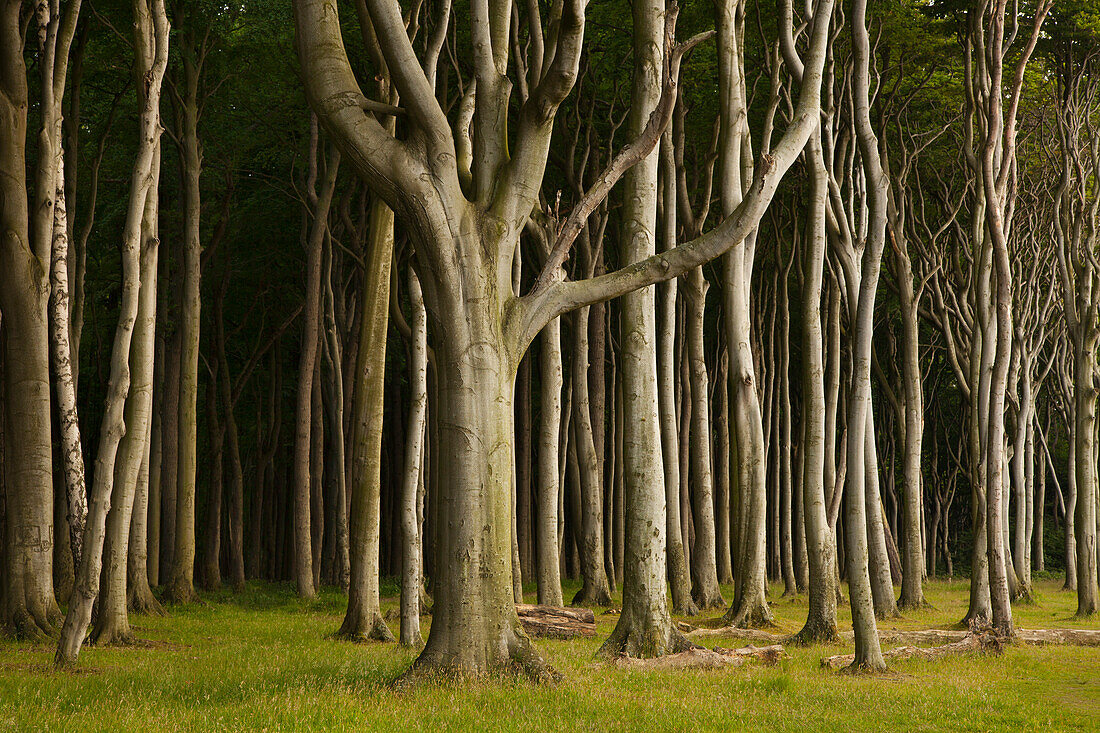 Gespensterwald, ghost forest near Nienhagen, Baltic Sea, Mecklenburg Western-Pomerania, Germany