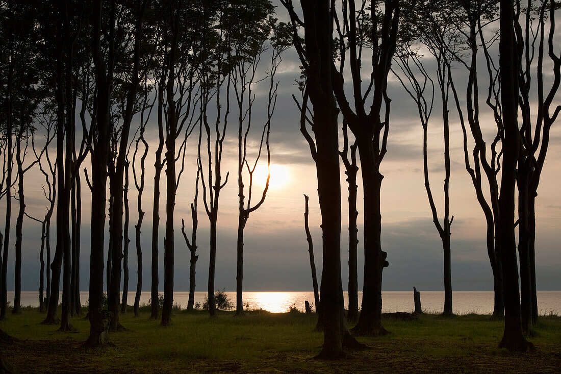 Ghost forest, Nienhagen, Mecklenburg-Western Pomerania, Germany