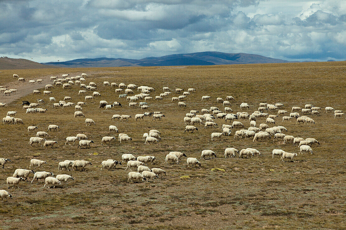 Schafe im Tibetischen Hochland, Qinghai-Tibet-Hochebene, autonomes Gebiet Tibet, Volksrepublik China