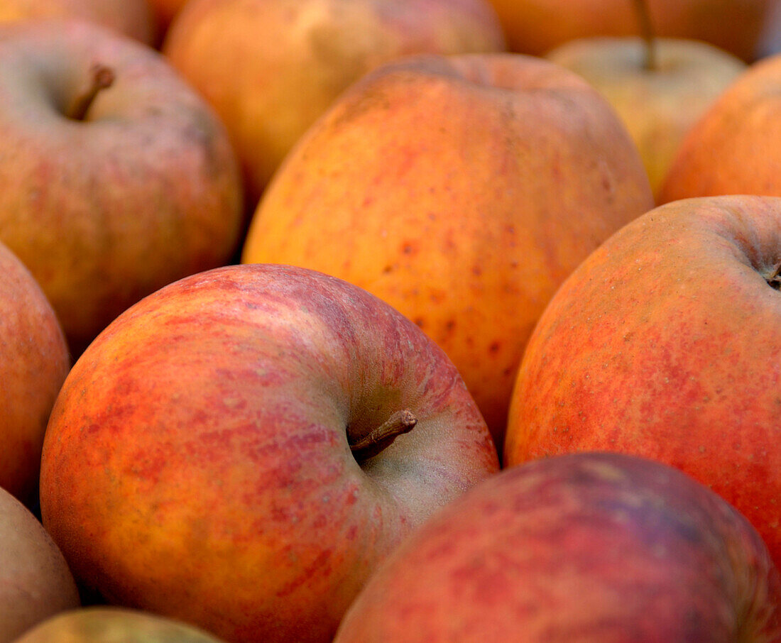 Red apples, close-up