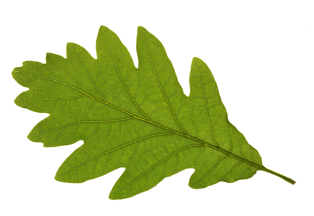 Oak leaf, close-up