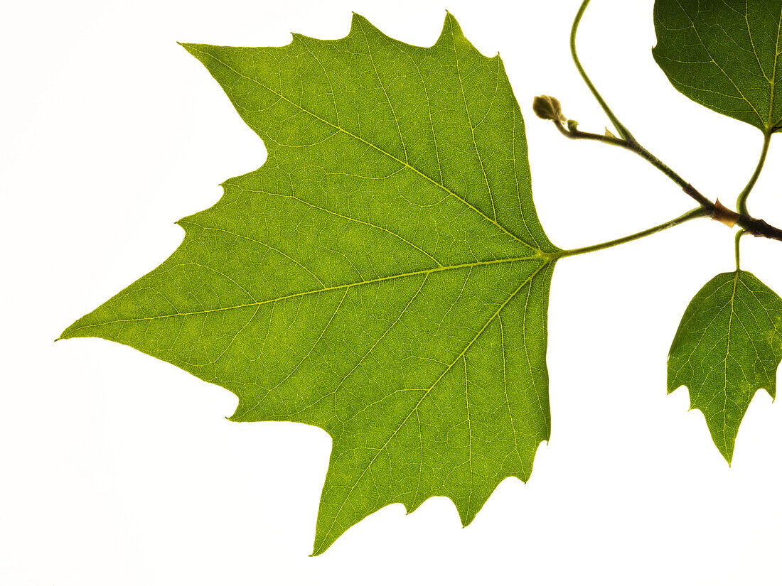 Plane tree leaf, close-up