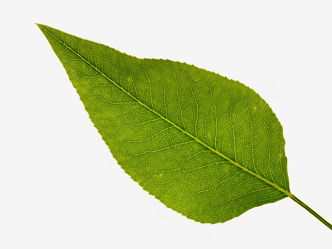 Pear tree leaf, close-up