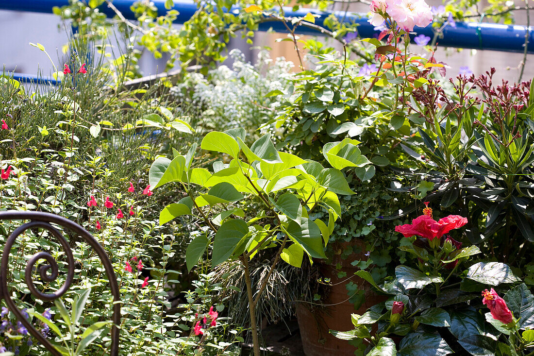 Plants and flowers on a balconny in summer