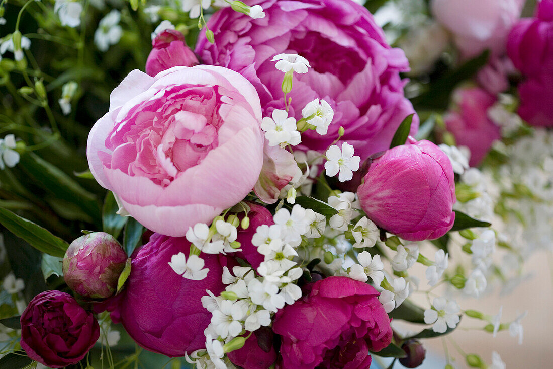 Peonies and white flowers bouquet