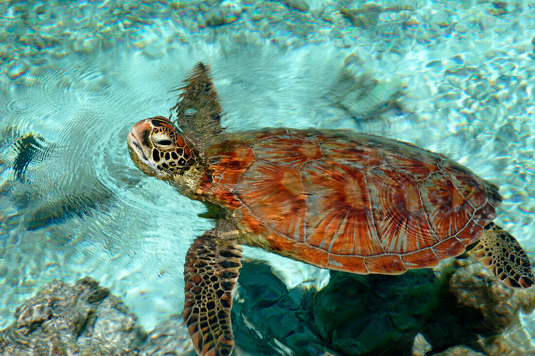 French Polynesia,  Bora Bora, turtle