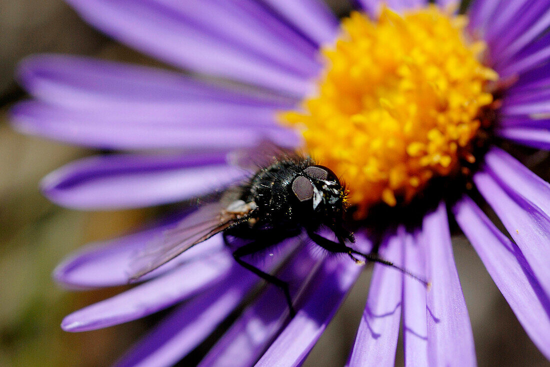 France, Alps, Savoie, Parc national de la Vanoise, aster