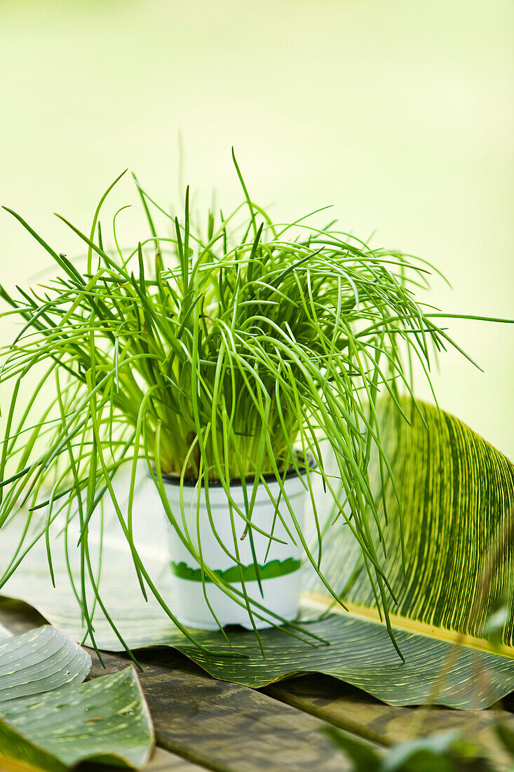 Chives in a jar, oudoors