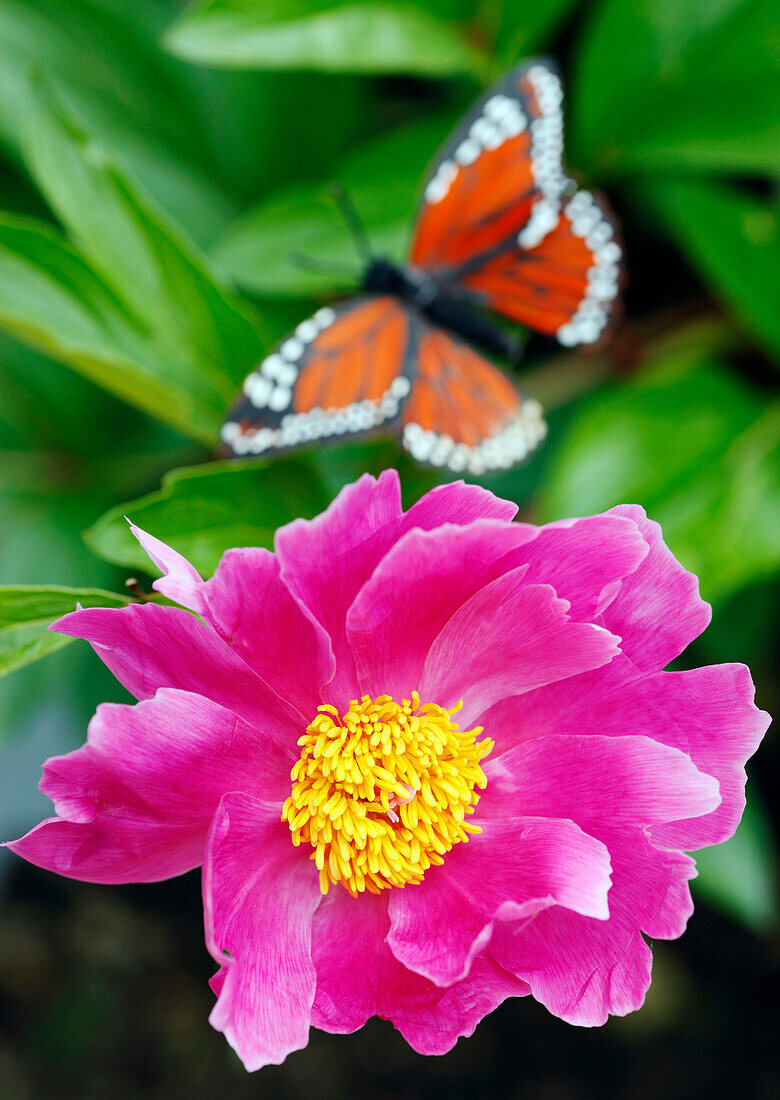Peony and butterfly