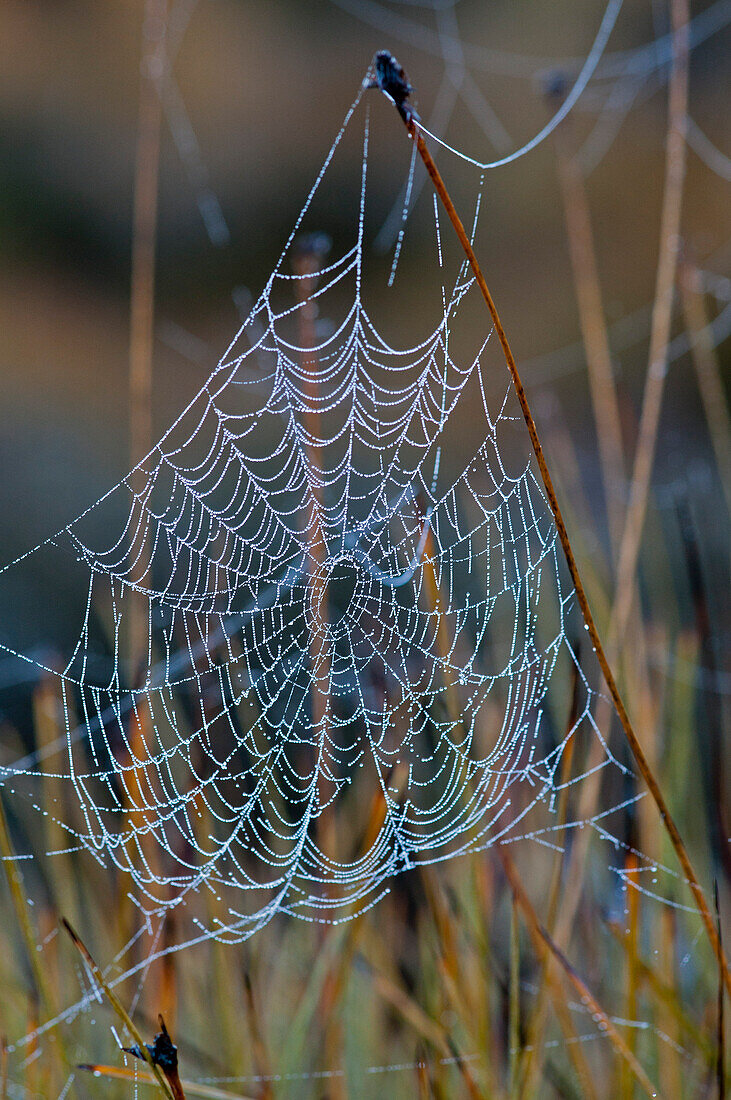 Spinnennetz mit Tautropfen, Blizzard Plains, Walls of Jerusalem National Park, UNESCO Weltnaturerbe, Tasmanien, Australien