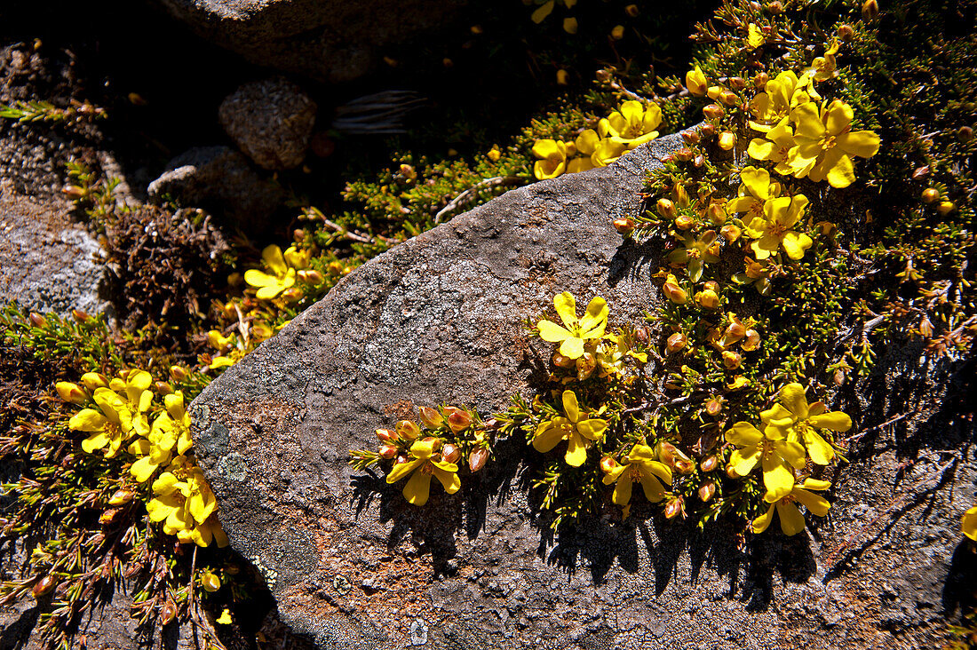 Guinea Blumen, Walls of Jerusalem National Park, UNESCO Weltnaturerbe, Tasmanien, Australien