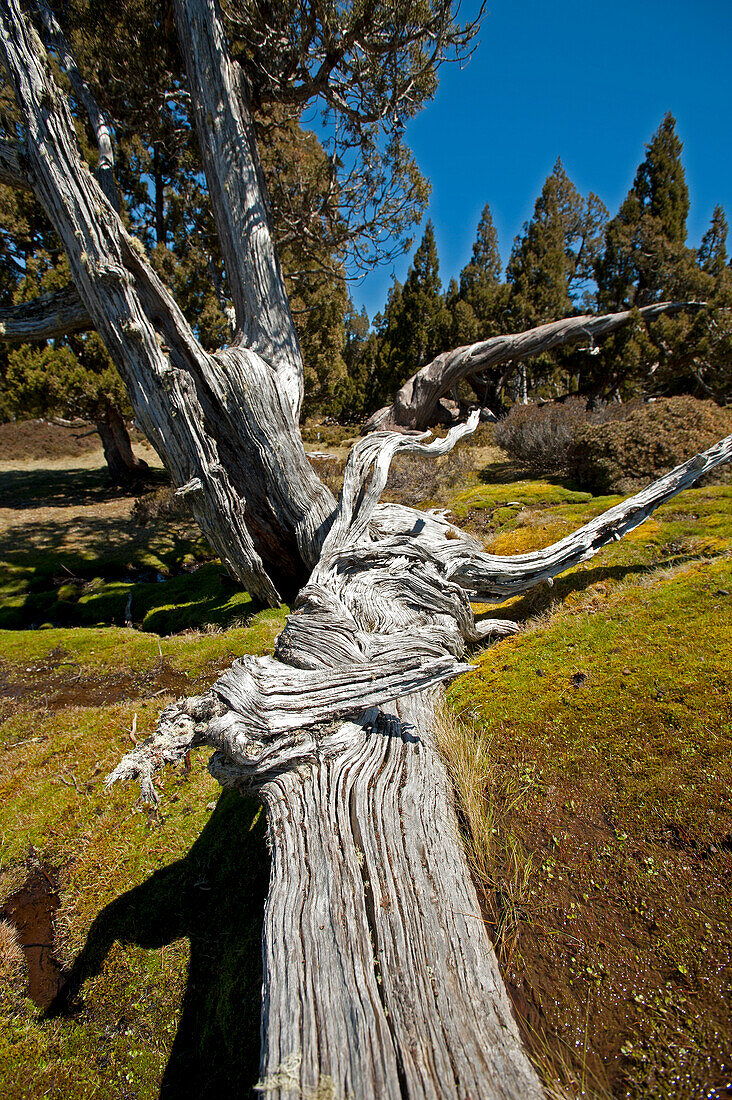 Pencil Pine forest in Dixons Kingdom, Walls of Jerusalem National Park, UNESCO World Nature Site, Tasmania, Australia