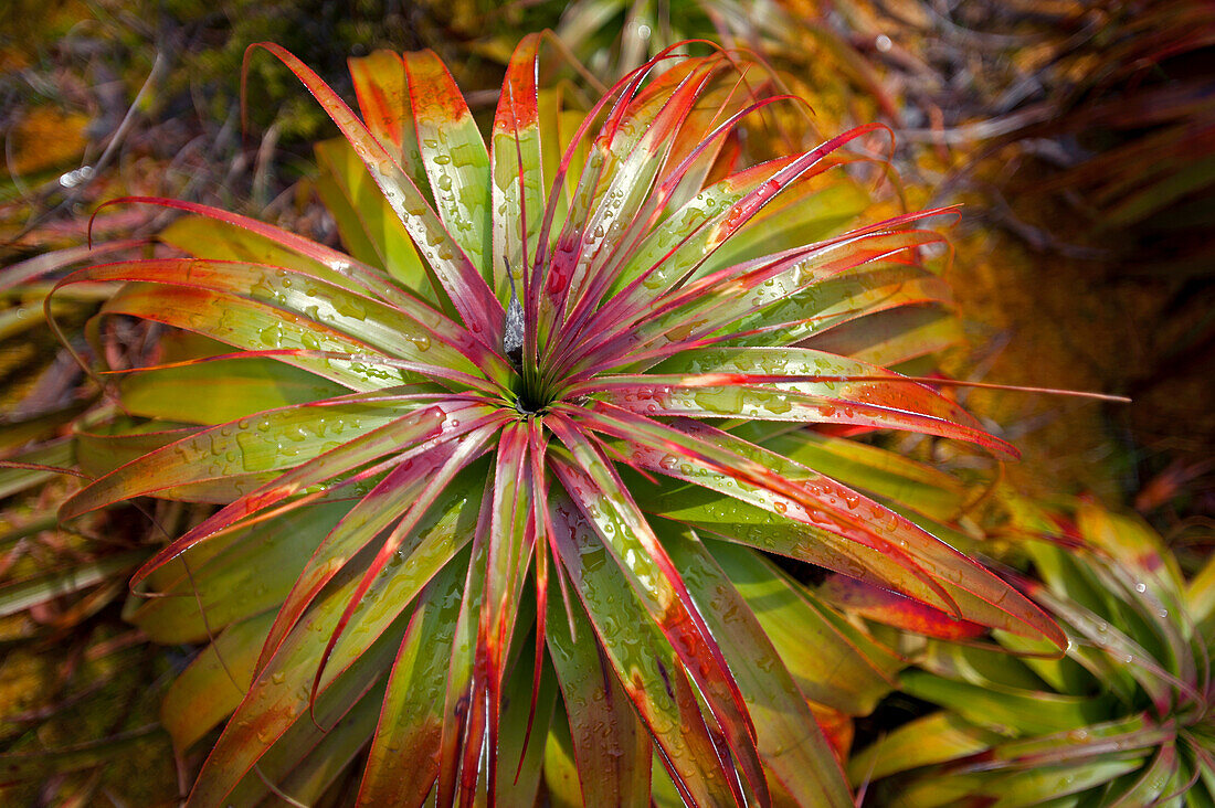 Pandani at Lake Myrtle Track, Walls of Jerusalem National Park, UNESCO World Nature Site, Tasmania, Australia