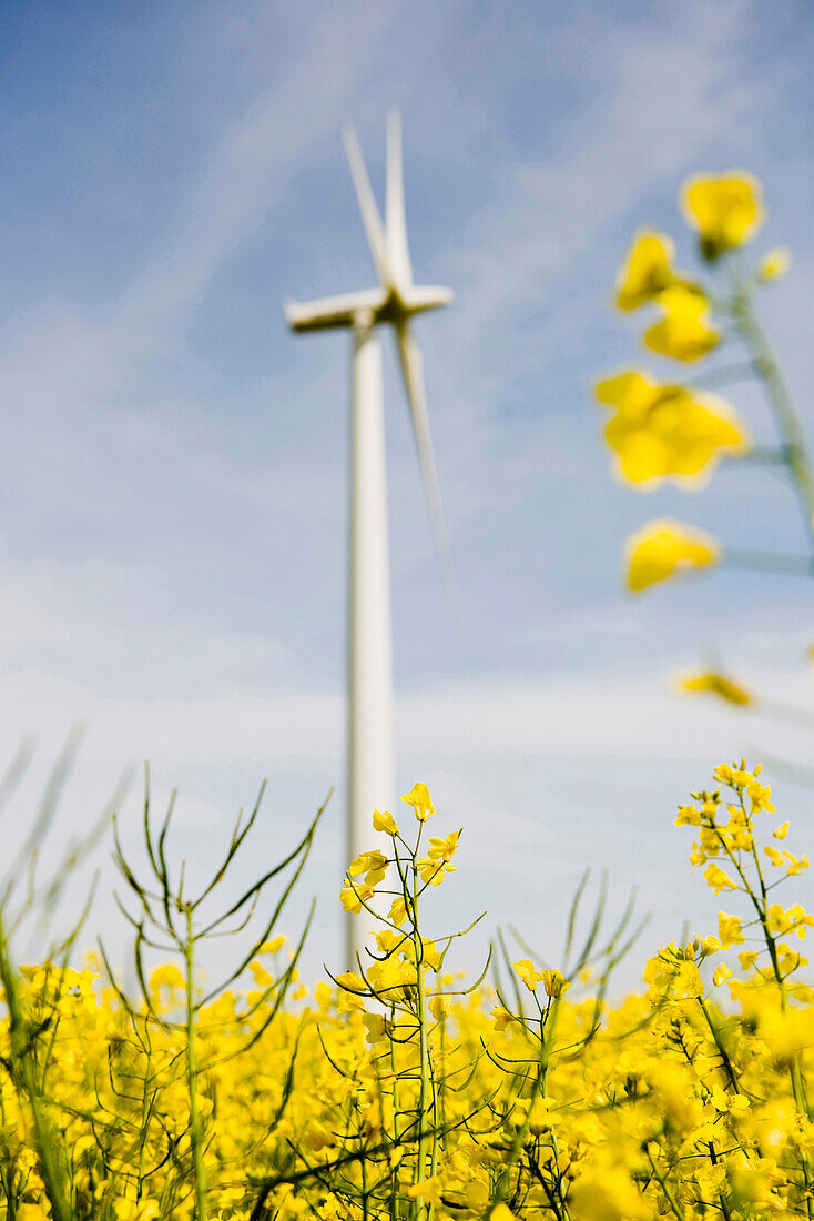 Erneuerbare Energie, Windpark im Rapsfeld, Schleswig Holstein, Deutschland, Europa