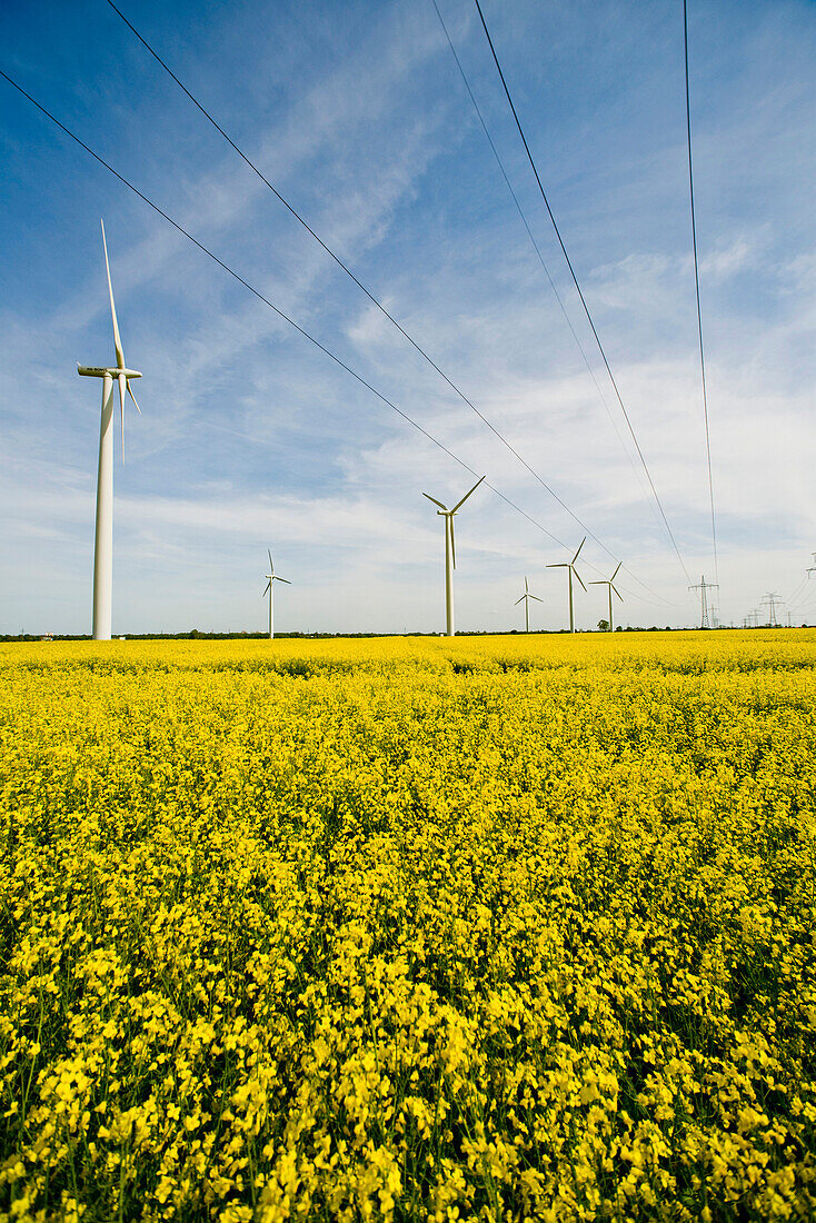 Renewable energies, windfarm in a rape field, Schleswig Holstein, Germany, Europe