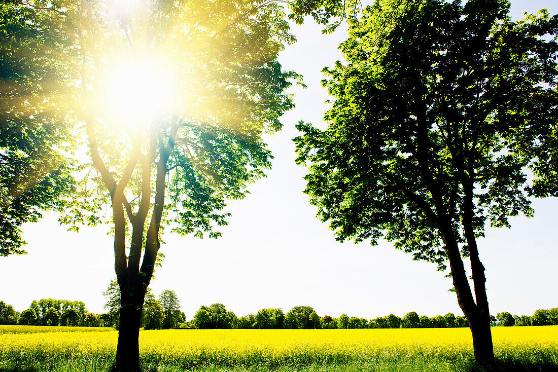 Erneuerbare Energie, Rapsfeld im Sonnenlicht, Schleswig Holstein, Deutschland, Europa