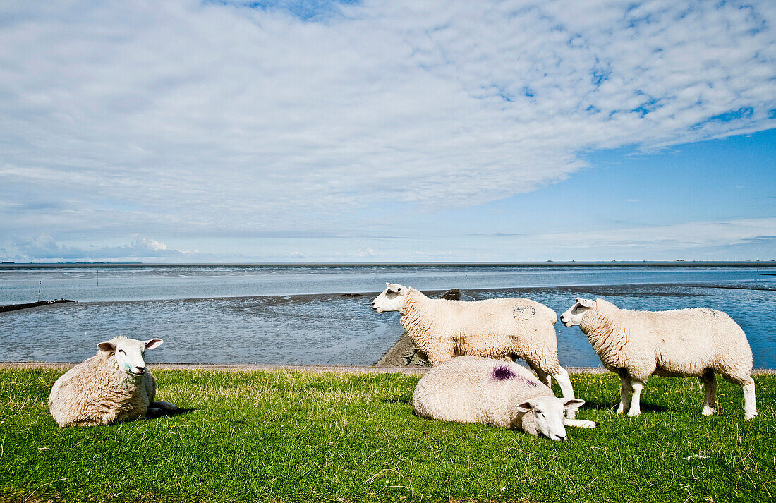 Schafe auf dem Deich im Sonnenlicht, Nordstrand, Schleswig Holstein, Deutschland, Europa