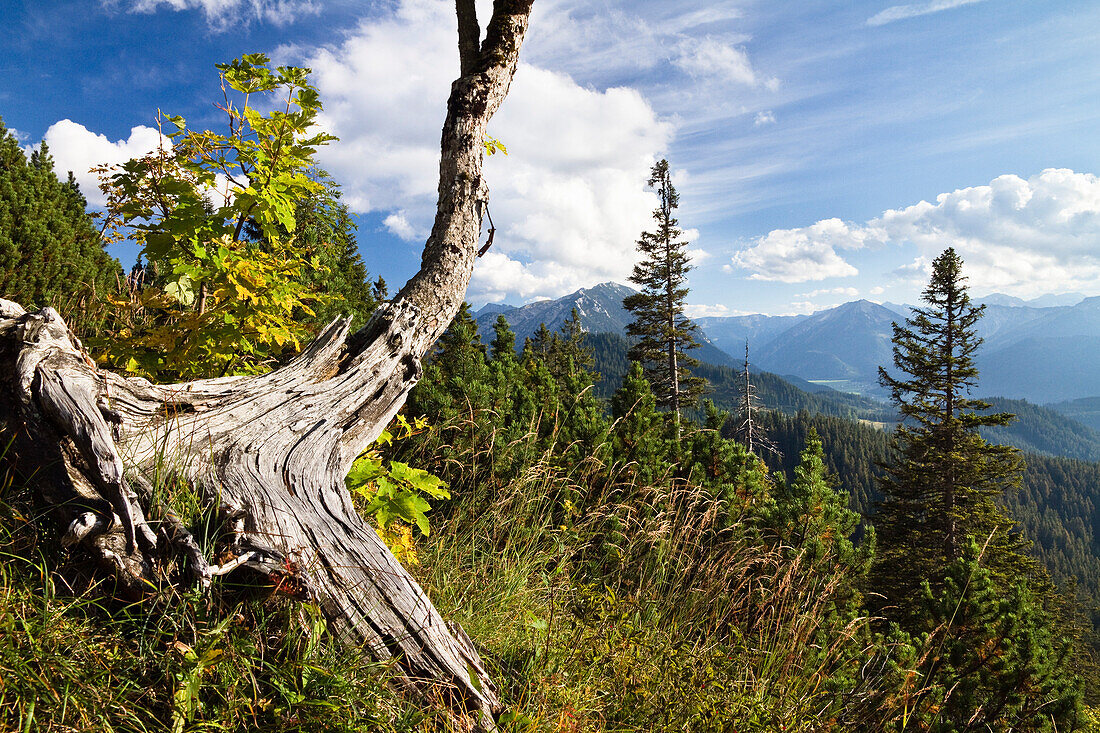 Weathered sycamore maple tree in Blauberge mountains, view onto Achental Valley, Alps, Austria, Europe