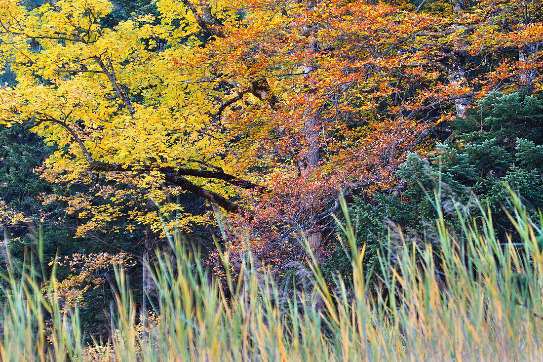 Trees at mountain forest in autumn, Alps, Austria, Europe