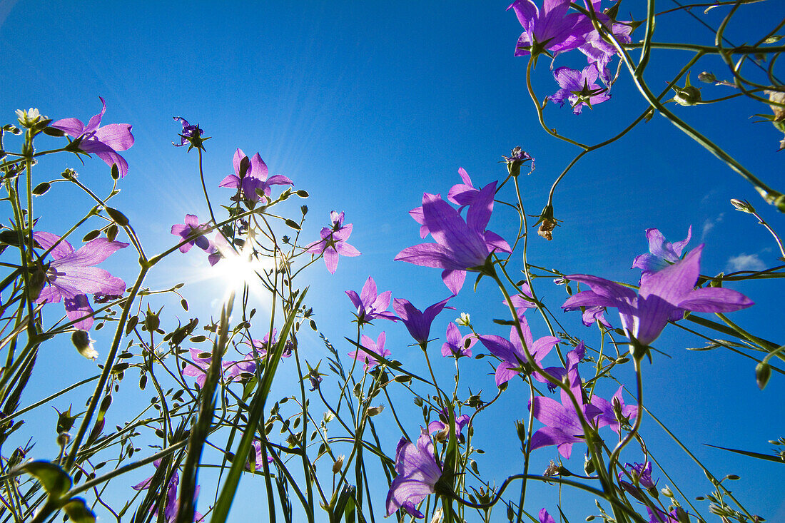 Bellflowers under blue sky, Bavaria, Germany, Europe