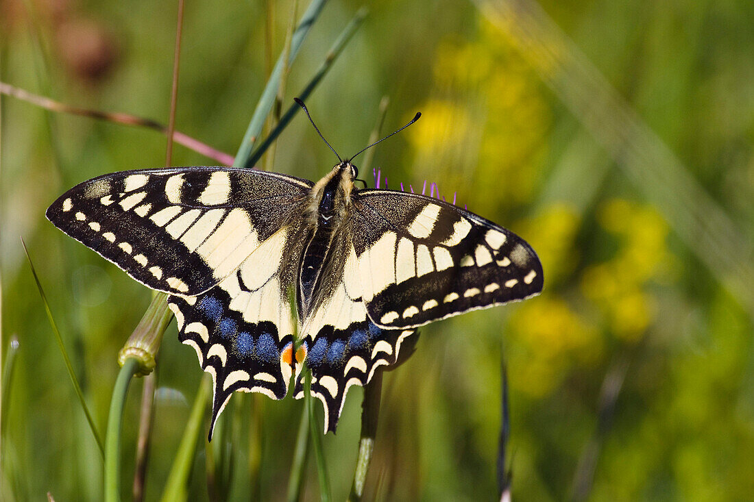 Close up of a swallowtail butterfly, Papilio machaon, Upper Bavaria, Bavaria, Germany, Europe