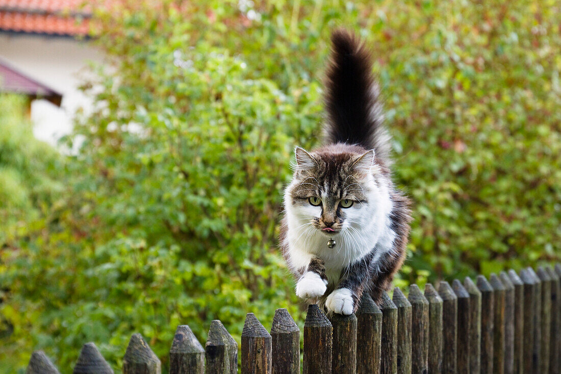 Domestic cat balancing on garden fence, Bavaria, Germany, Europe